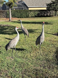 We had visitors every morning.