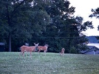 Deer friends greet you on the way in