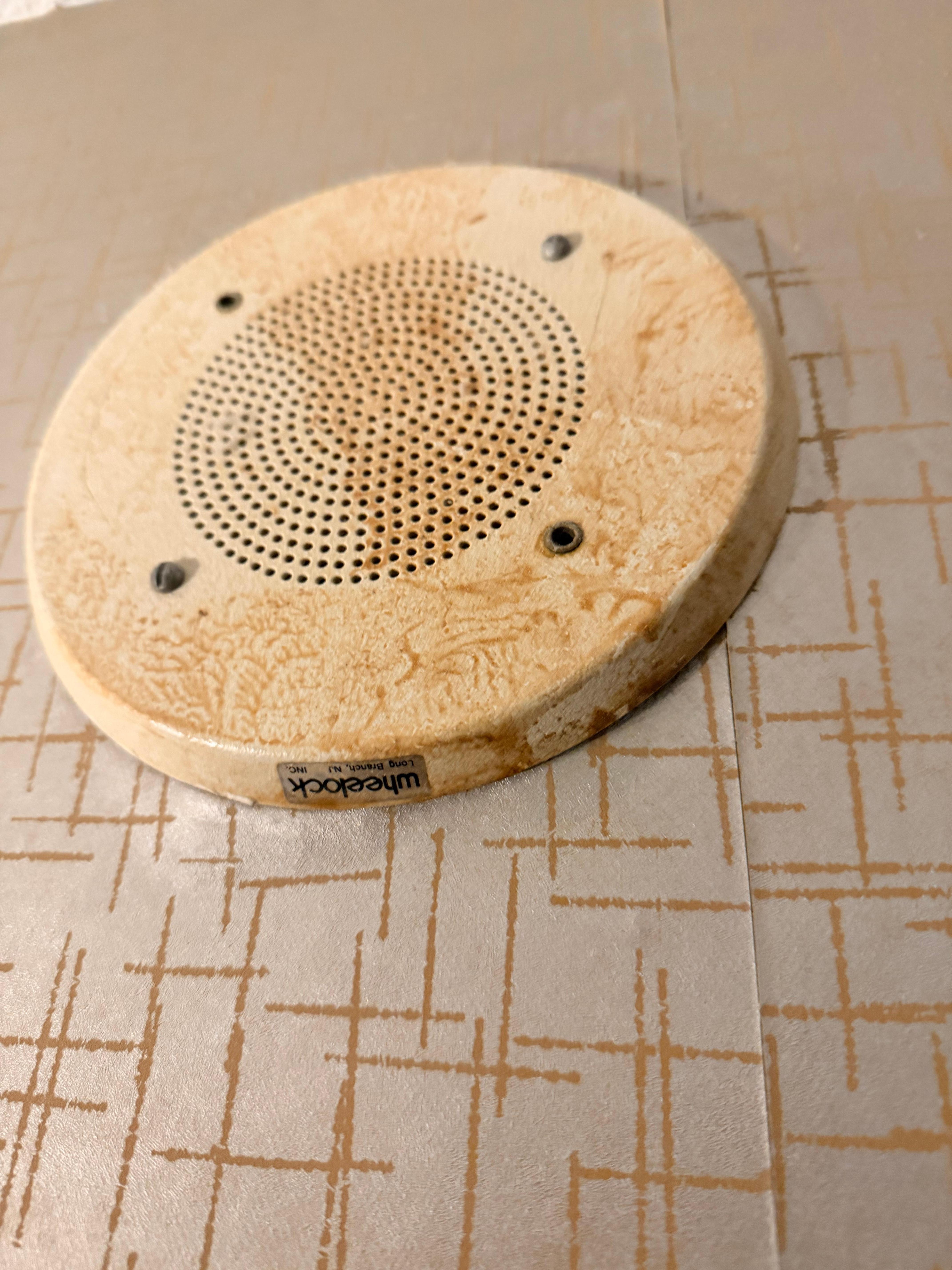 Not sure what this was but it was on the wall and covered in what looked like resin.