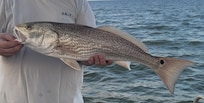 Red Fish