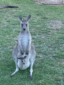 Mum & Joey up close.