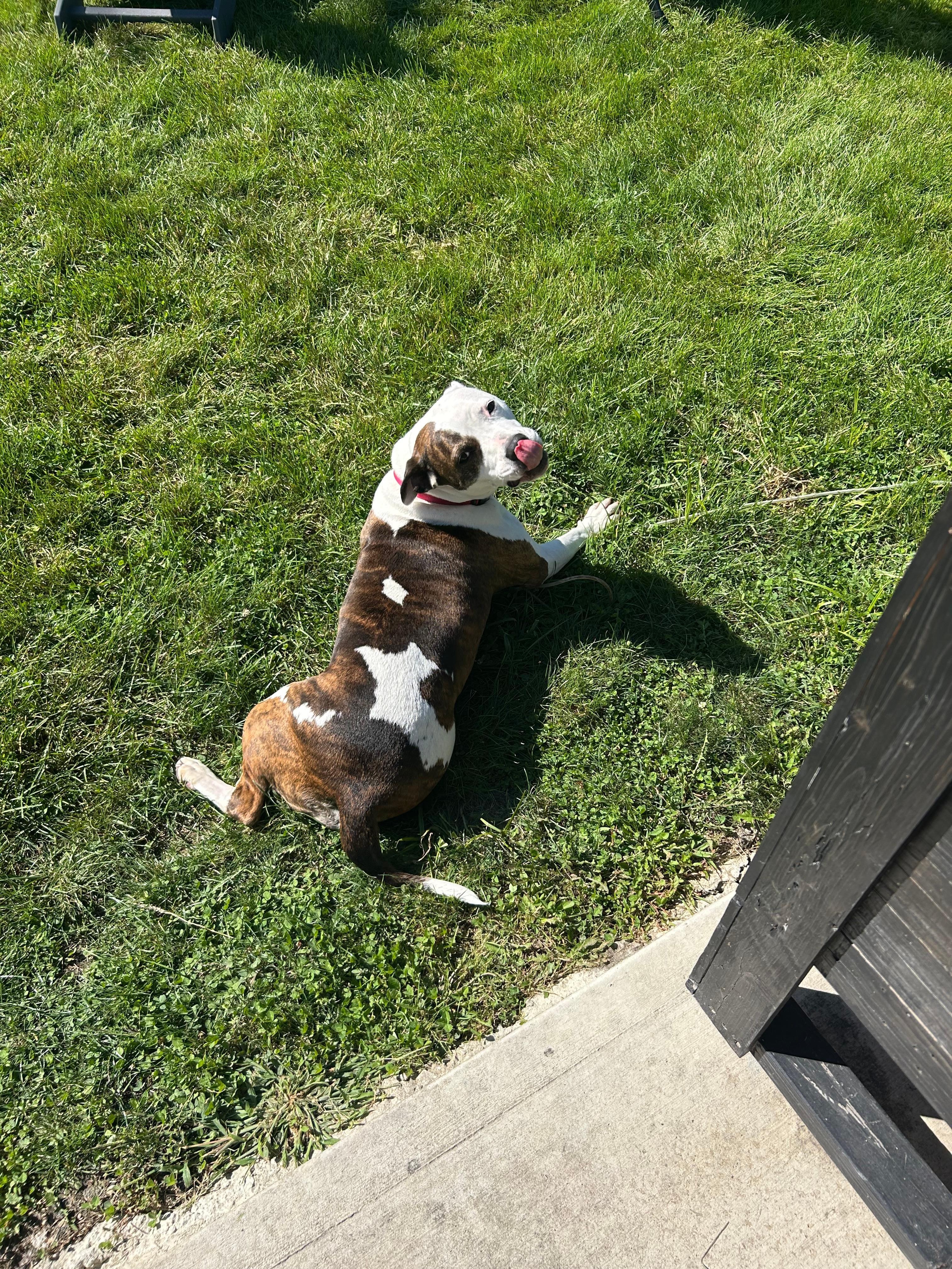 Our dog loved being with us outside all day!