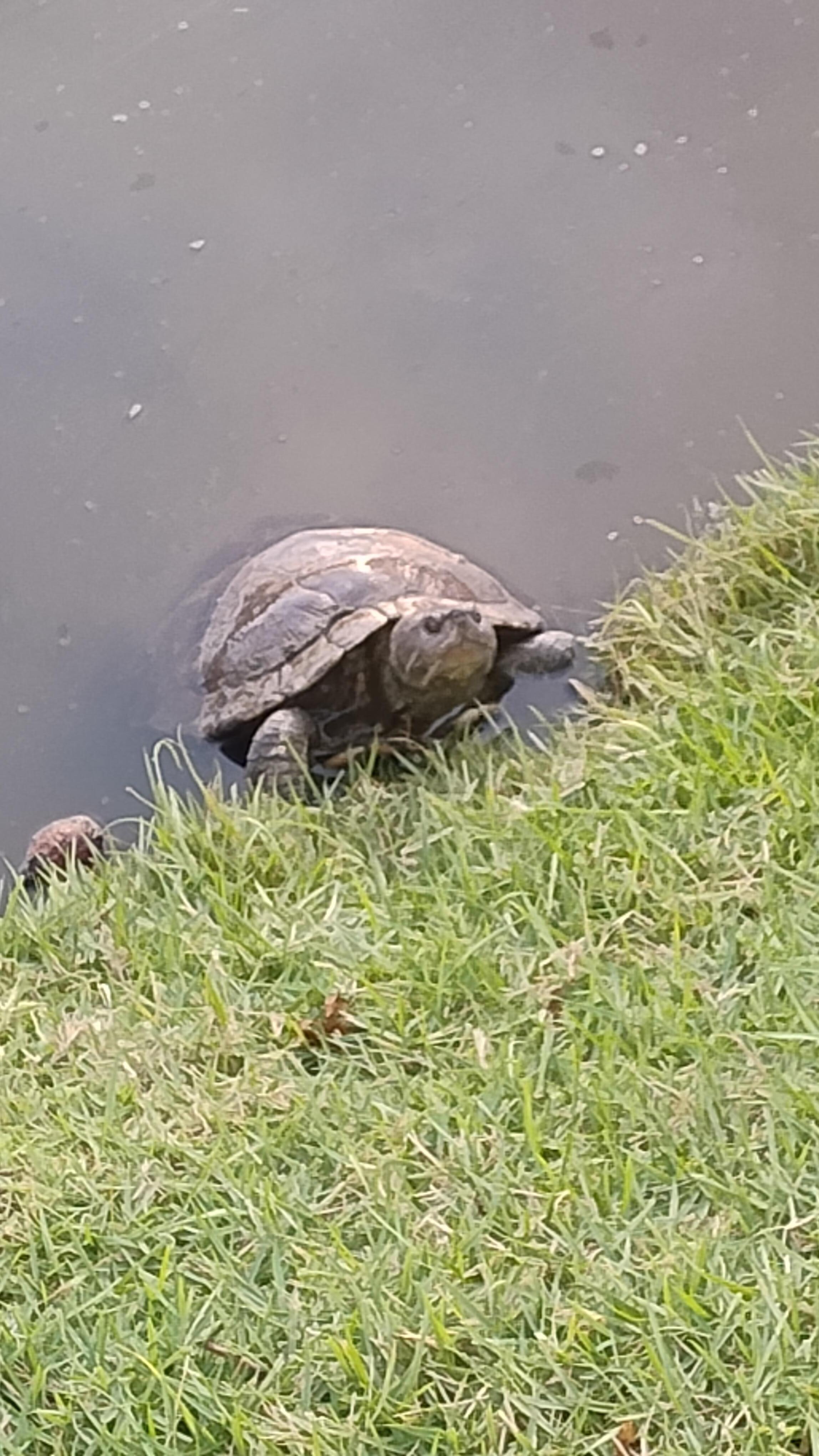 The pond is filled with turtles!