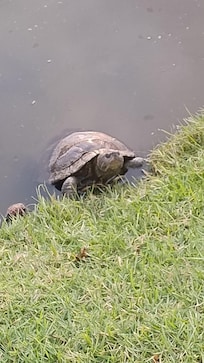 The pond is filled with turtles!