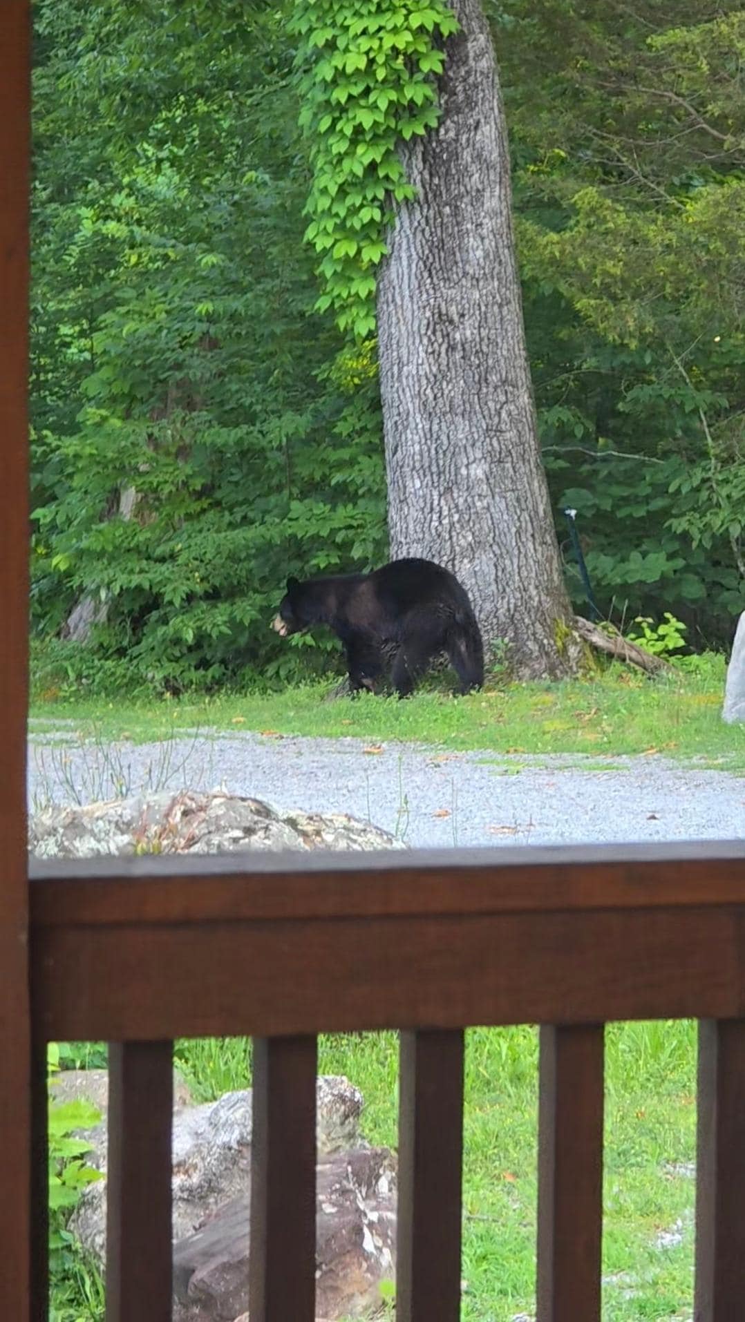 Saw a bear from the porch.