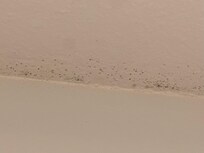 Mold