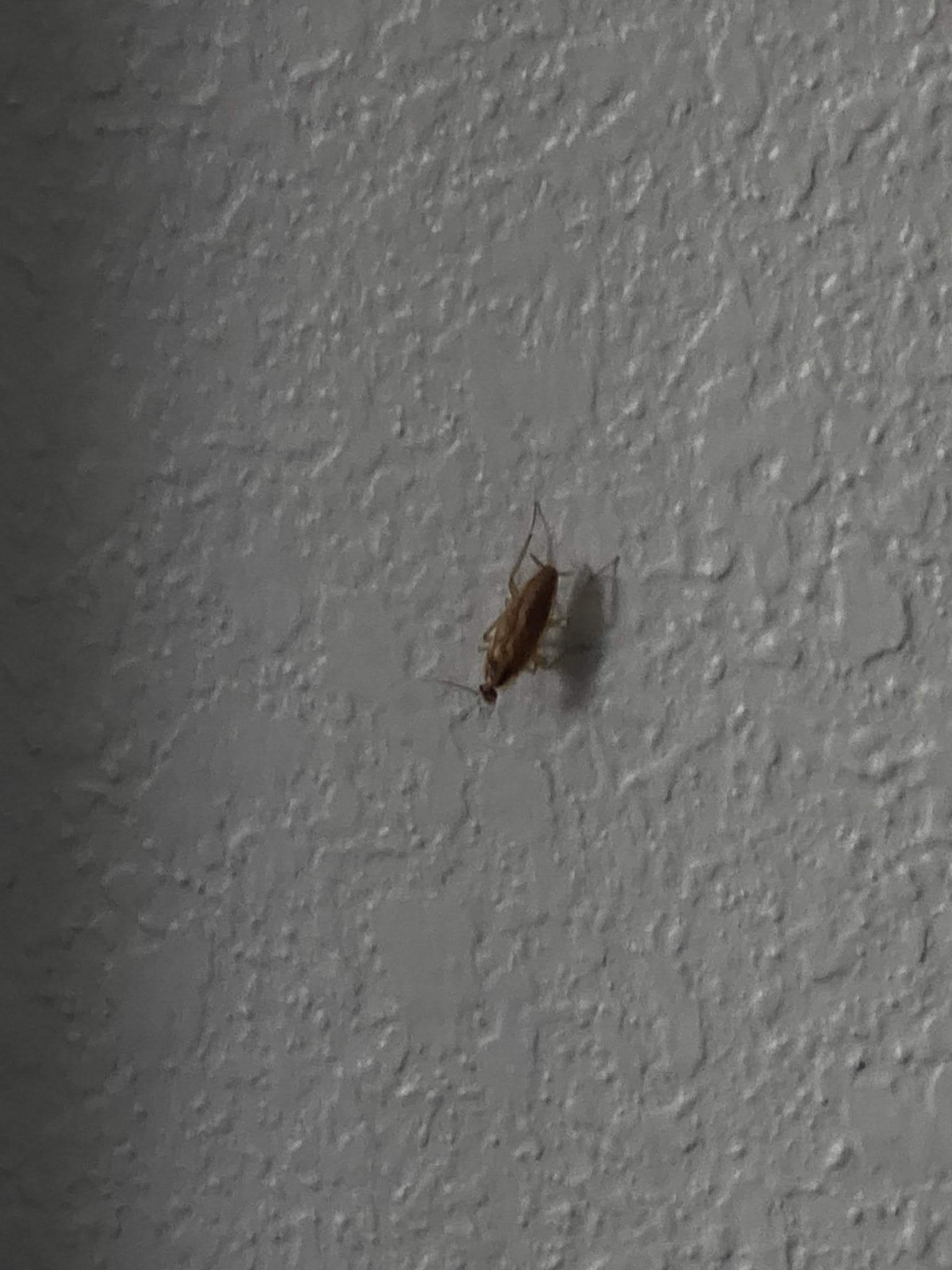 Cockroach in the room