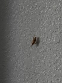 Cockroach in the room