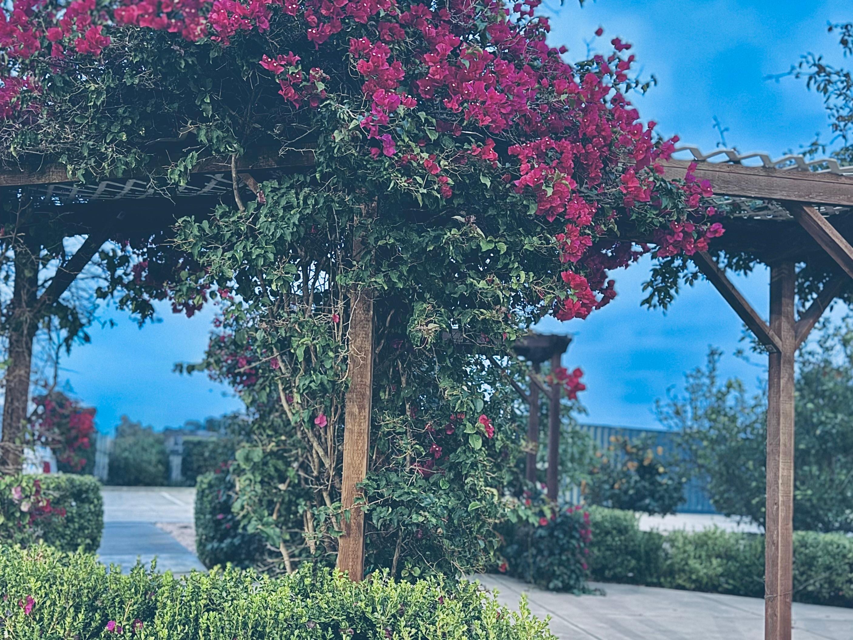 Back of property pergola facing away from property