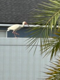 During my morning sun bathing & swim