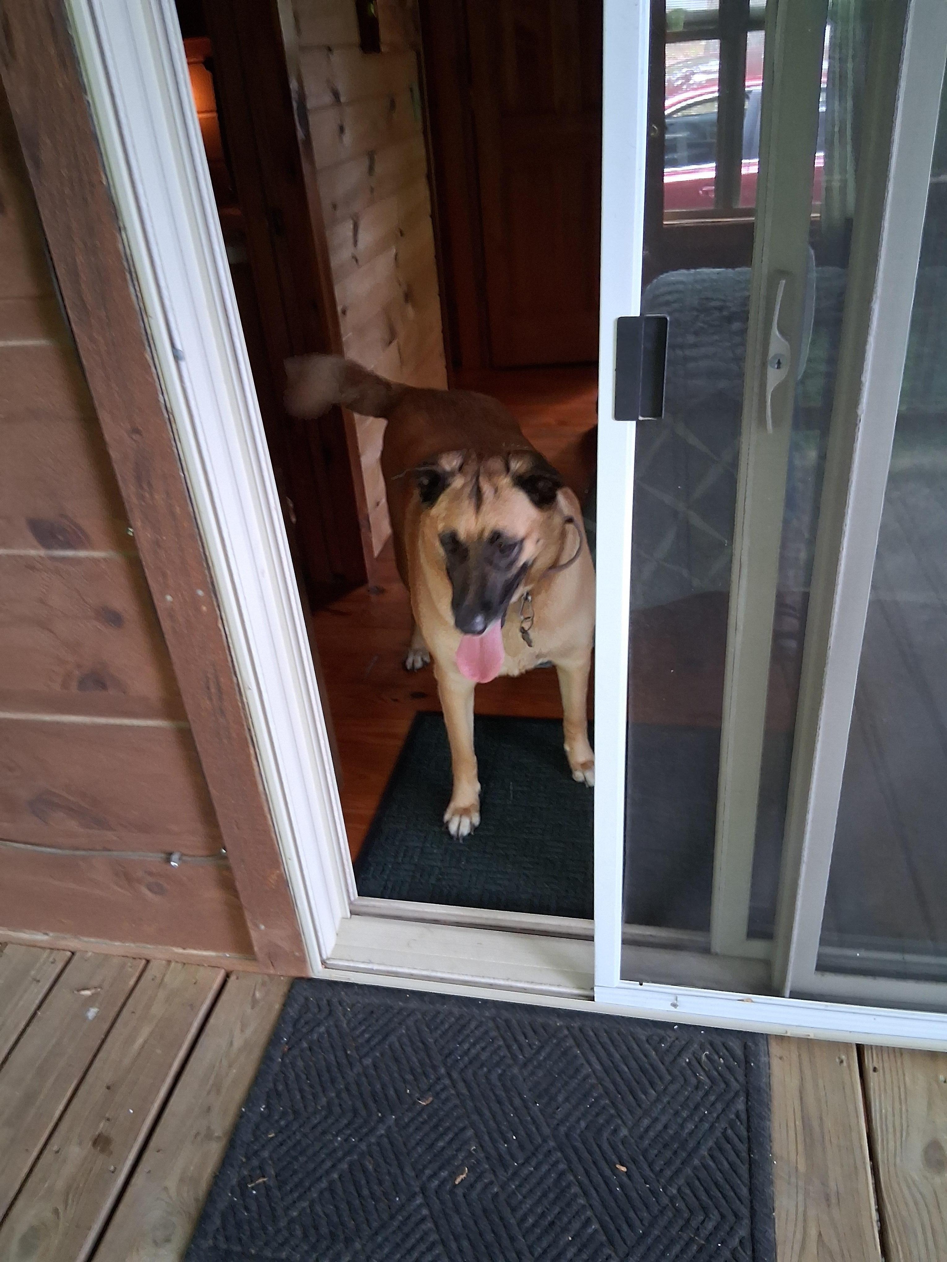 Big dog with a big smile!