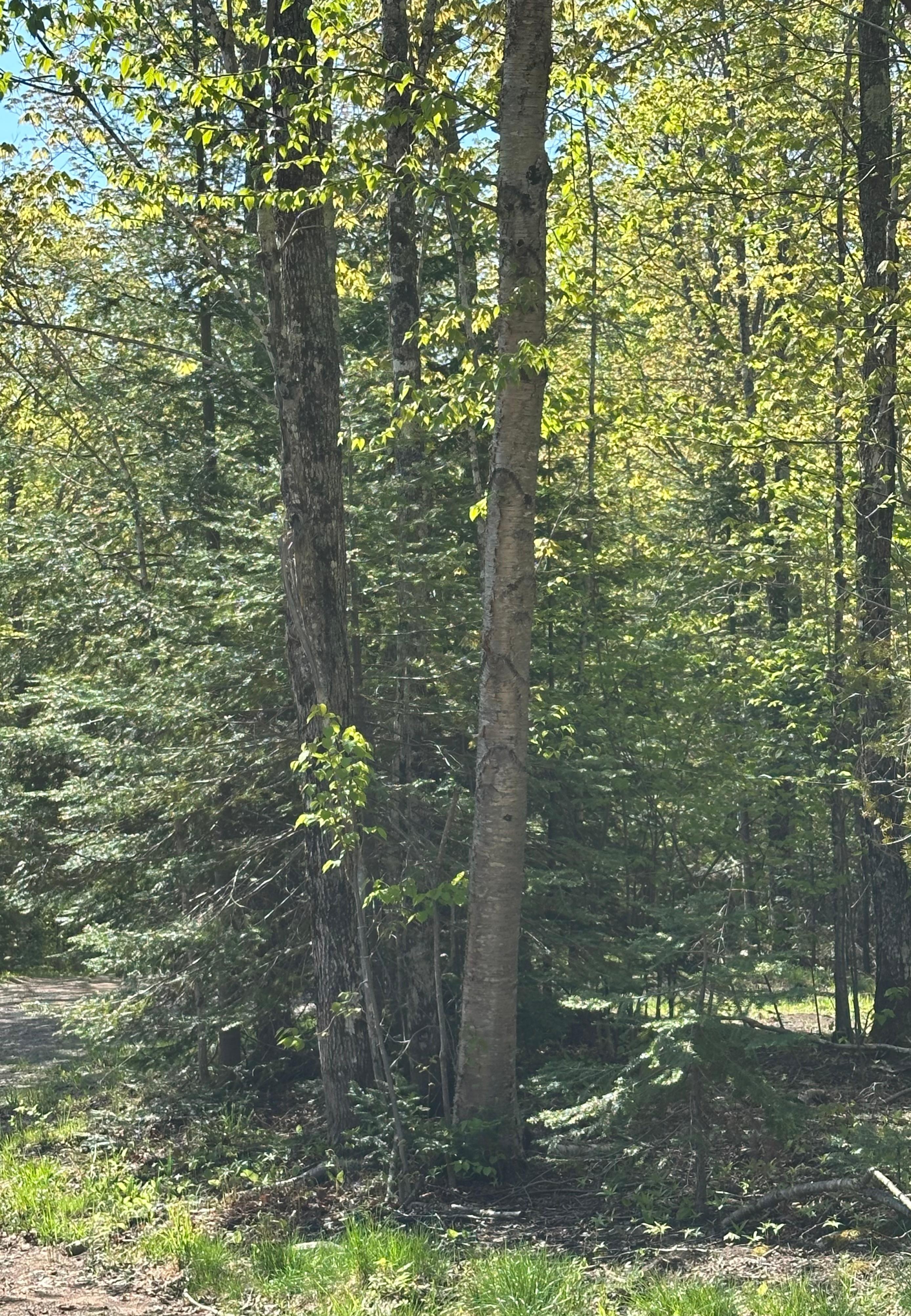On property. Spring leaves were just leafing out