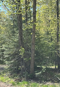 On property. Spring leaves were just leafing out