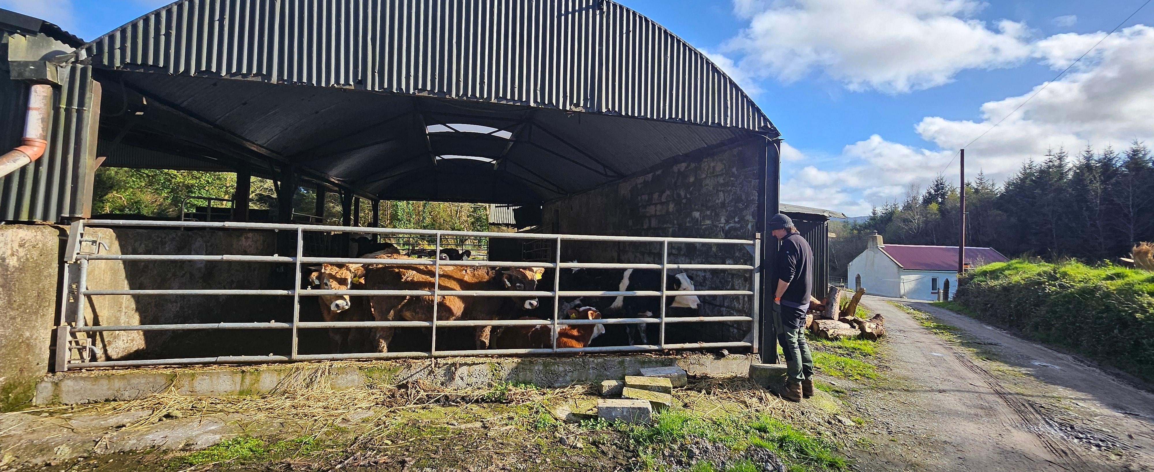 Cattle shed before reaching the  beautiful cottage 