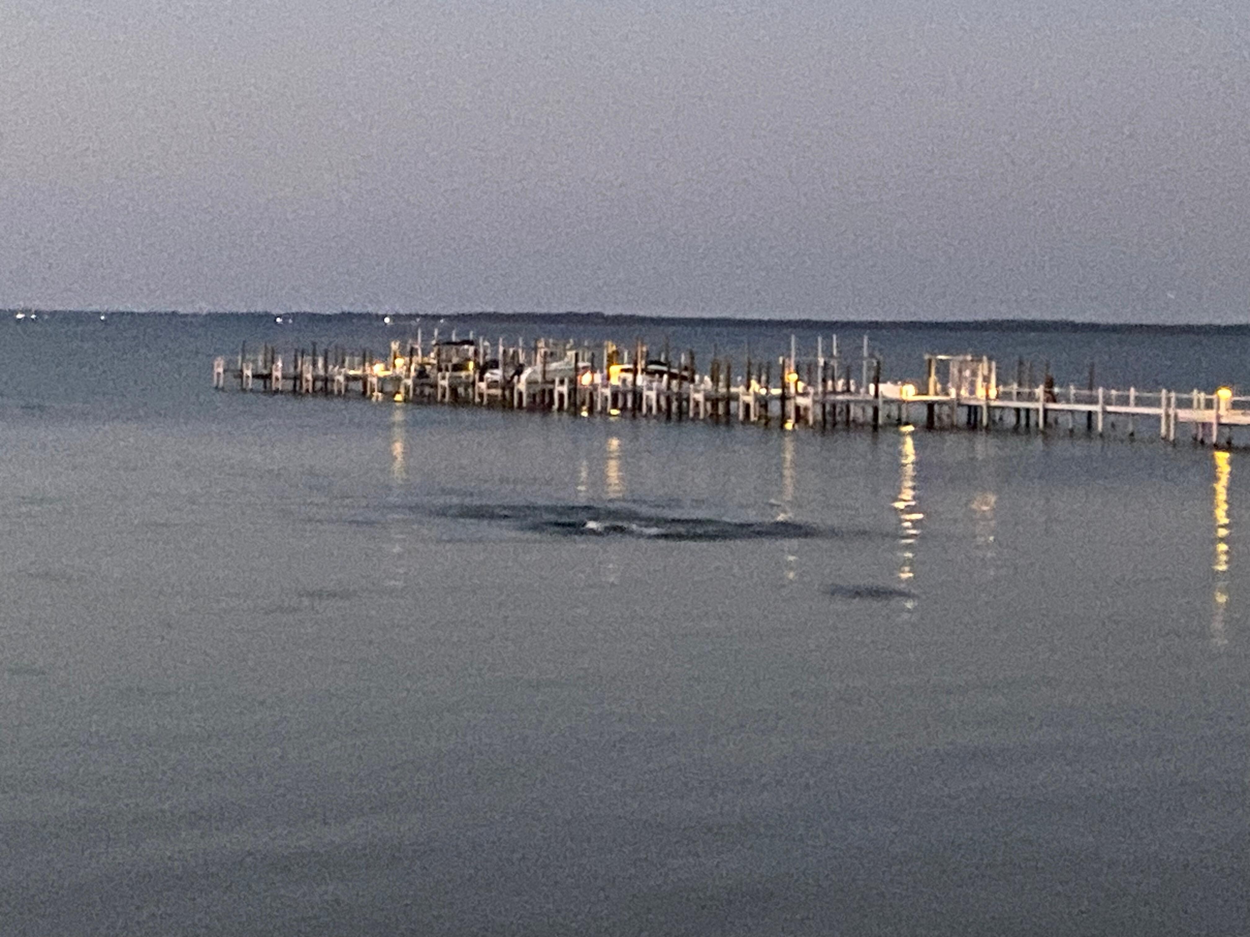 Dolphins coming into the bay. 