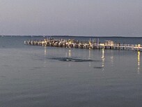 Dolphins coming into the bay.