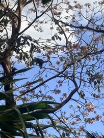 Howler monkeys kept us entertained.