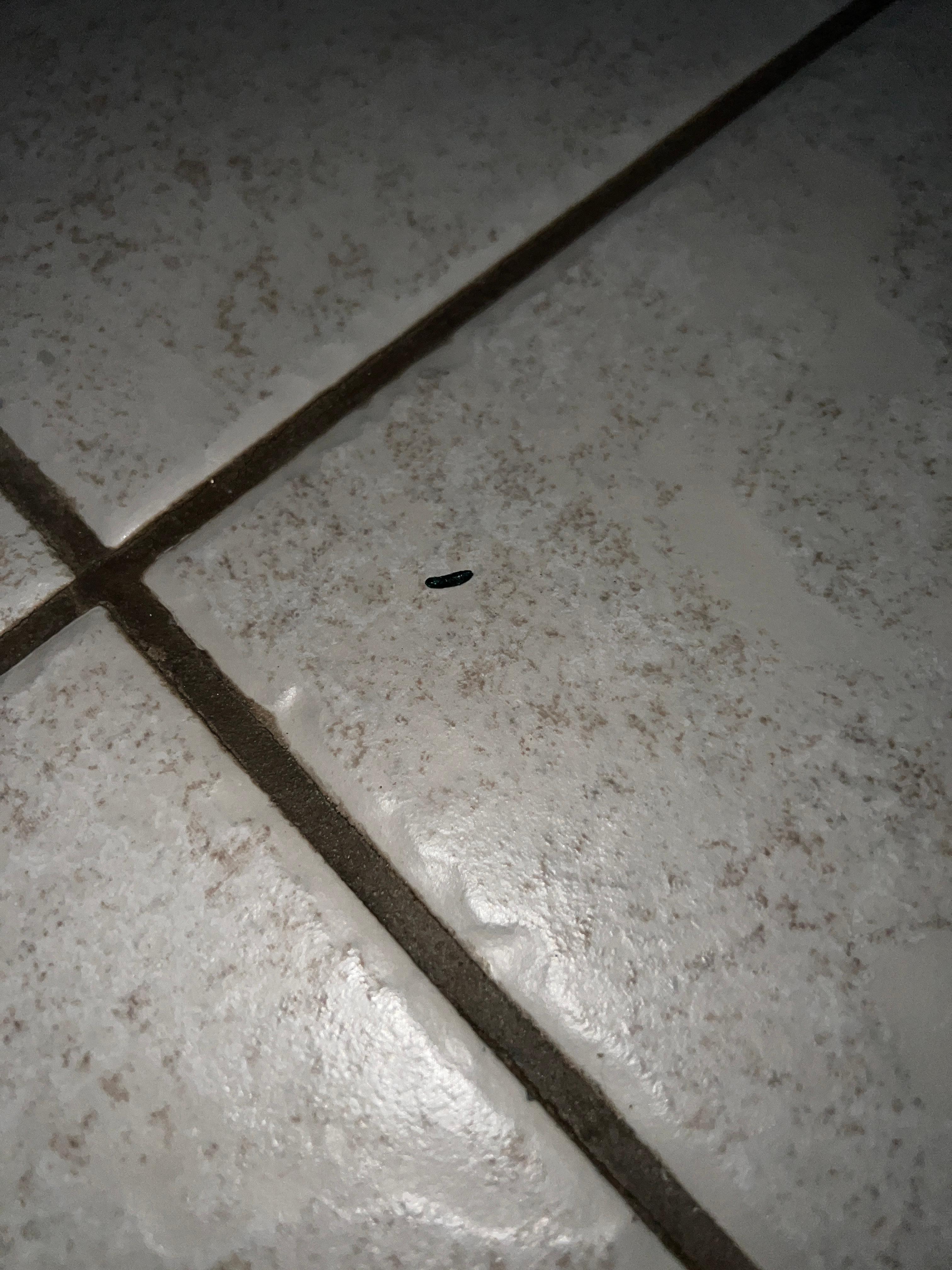 Mouse poop on floor