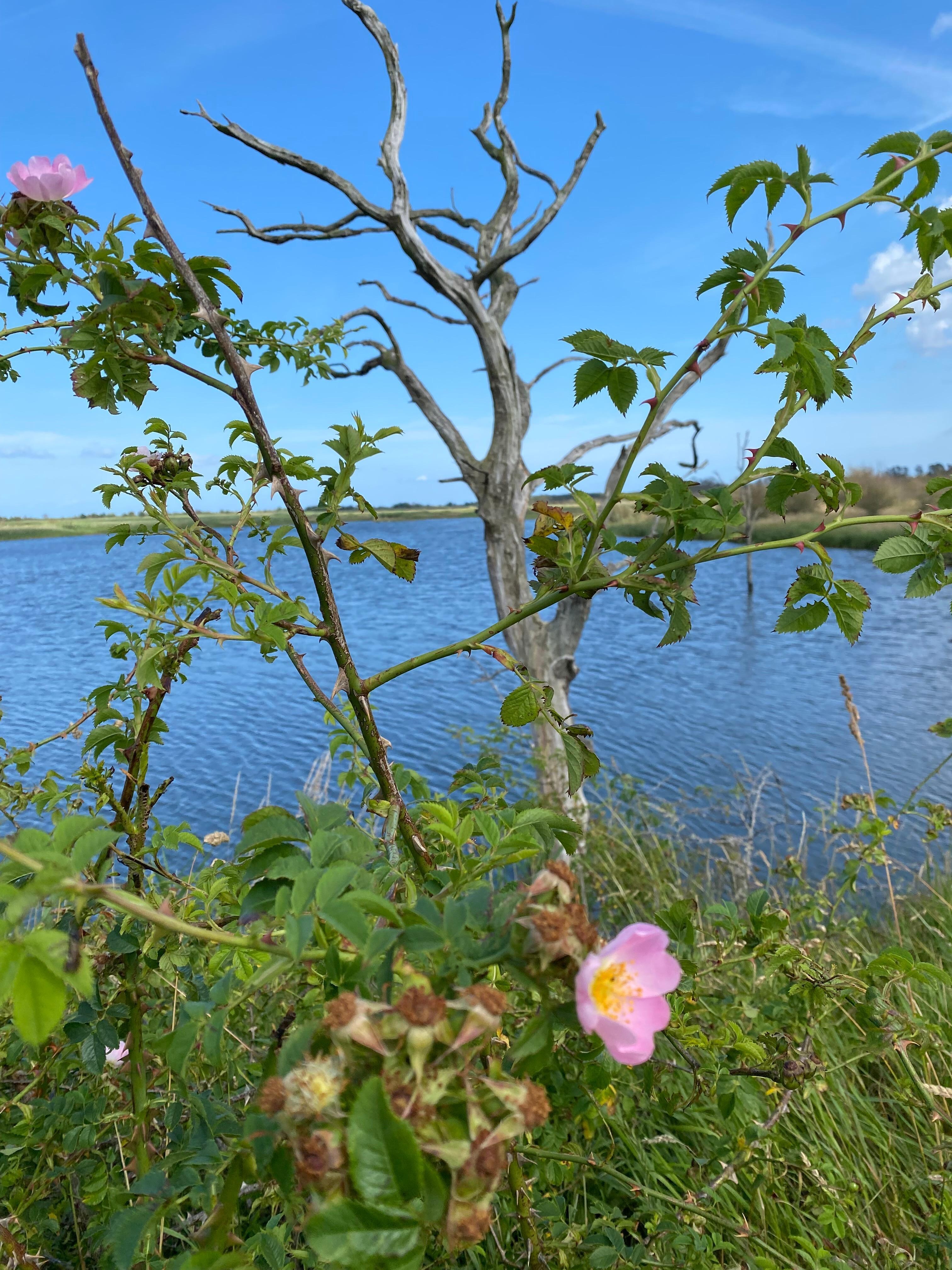 Geltinger Birk
Auf jeden Fall ansehen 
