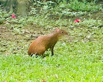 One of the agoutis who visited the yard