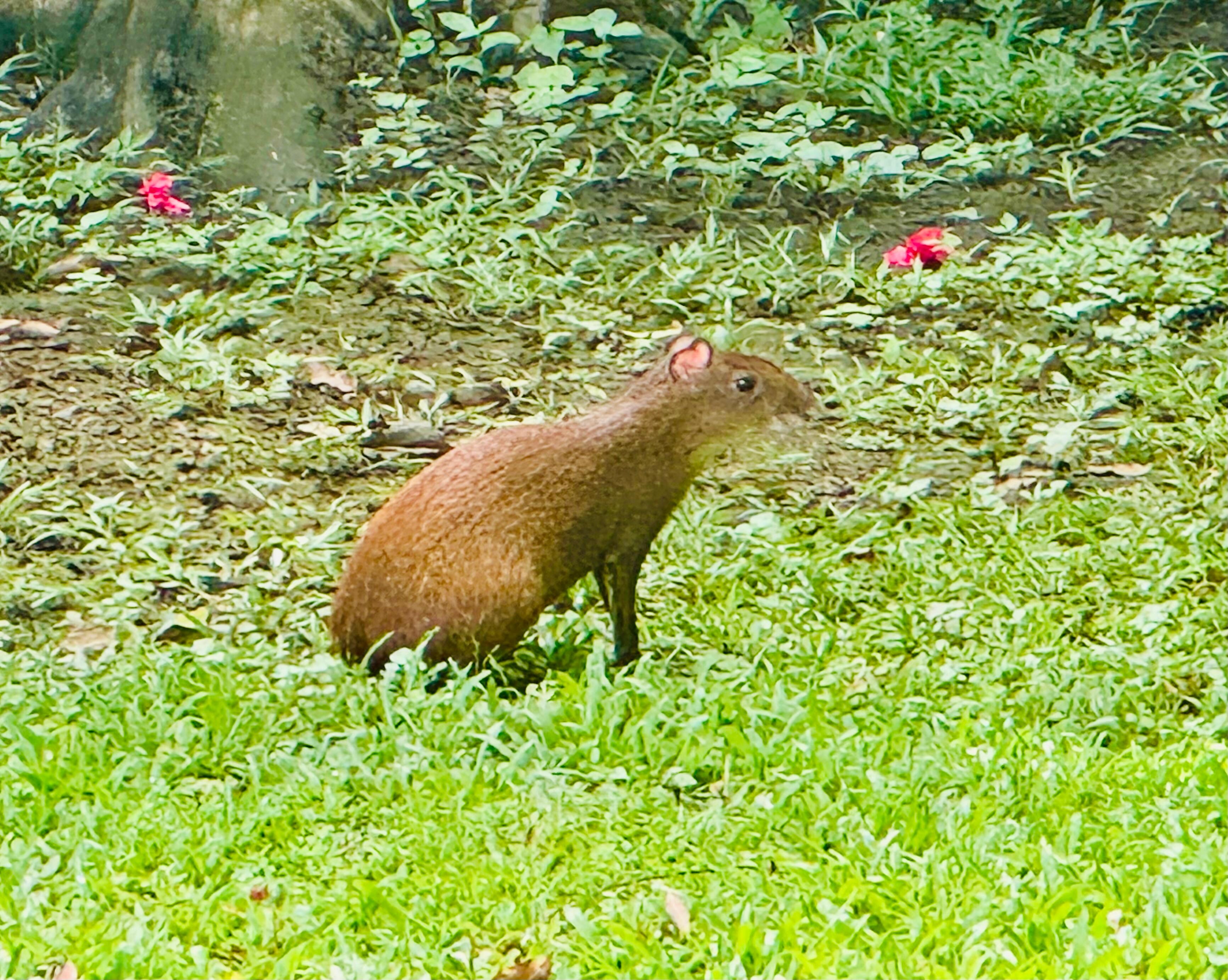 One of the agoutis who visited the yard