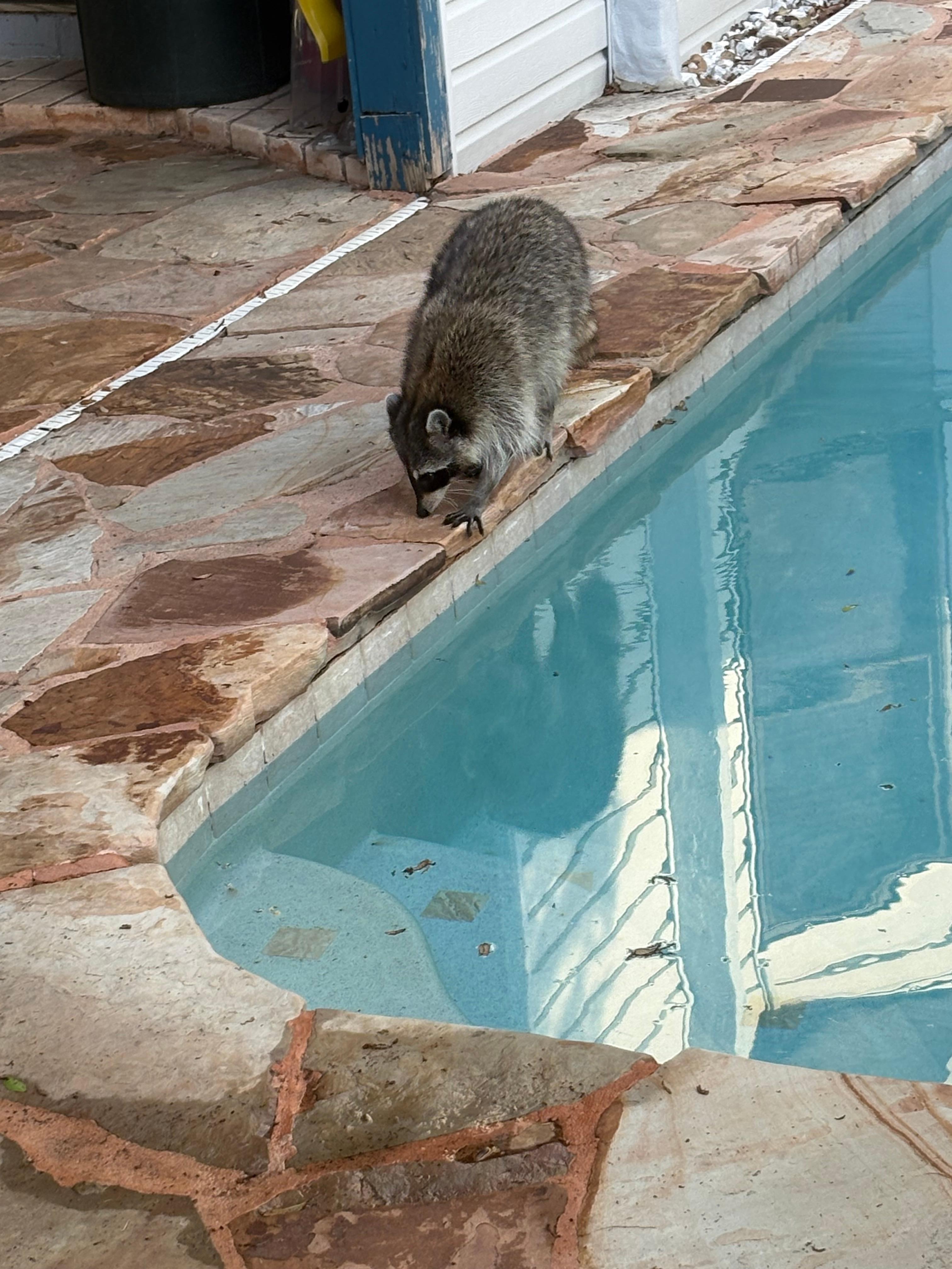 Wish we could have been in the pool. 