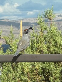 Quail visitor