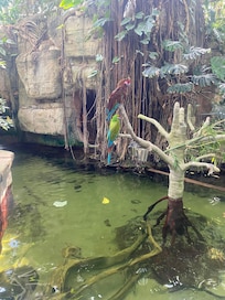 Hotel Rainforest