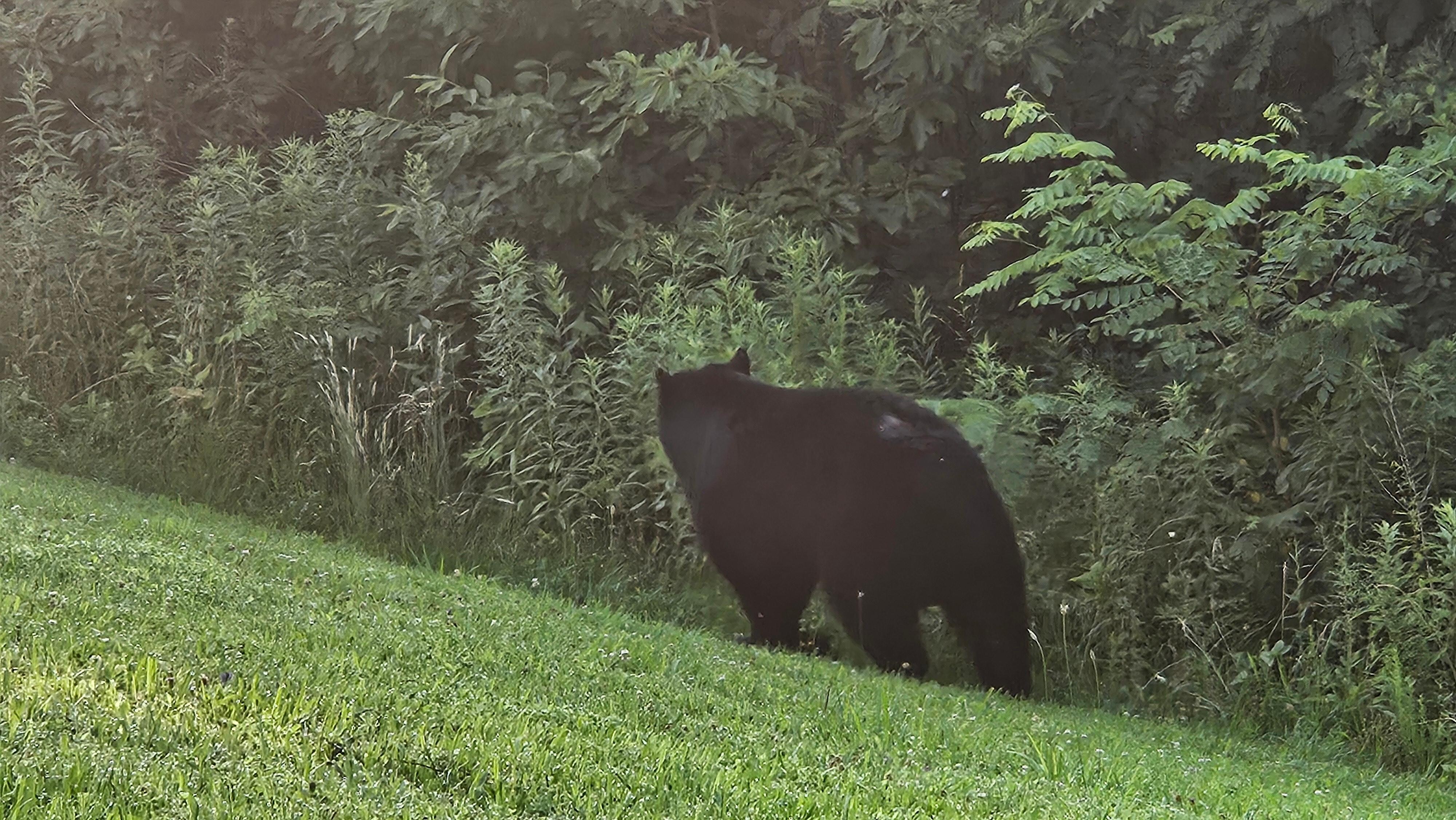 Black bear viewed from back patio