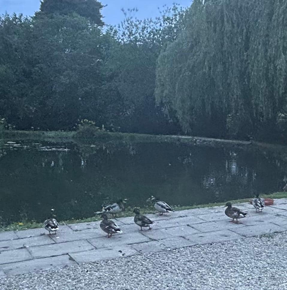 Ducks very pretty but I guess they haven’t
Cleaned or jet washed the patio for some time
 to get rid of the mess  real shame there is a wedding on later today and you wouldn’t want your white dress in all that mess