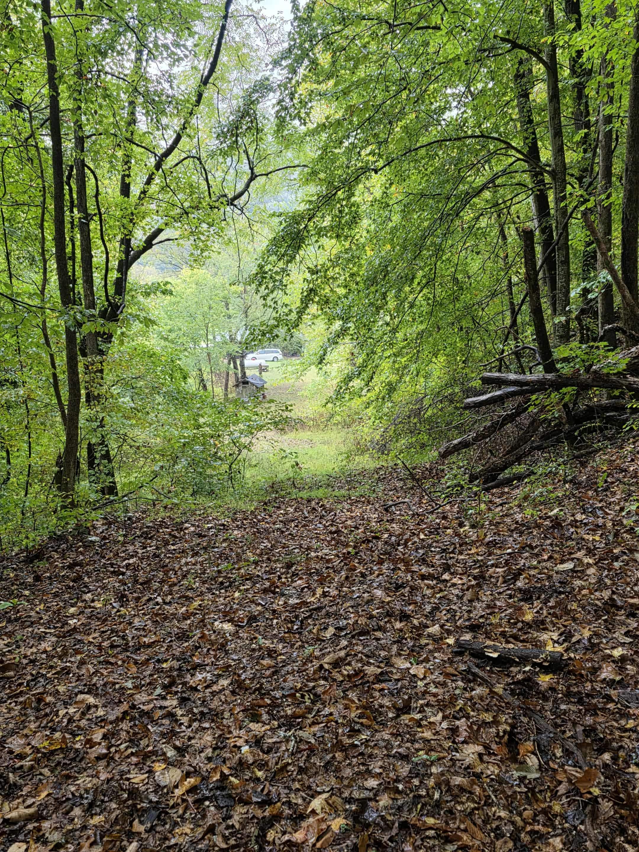 Back in the back wooded area(also wooded on sides of property)