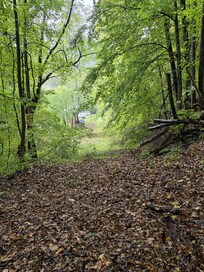 Back in the back wooded area(also wooded on sides of property)