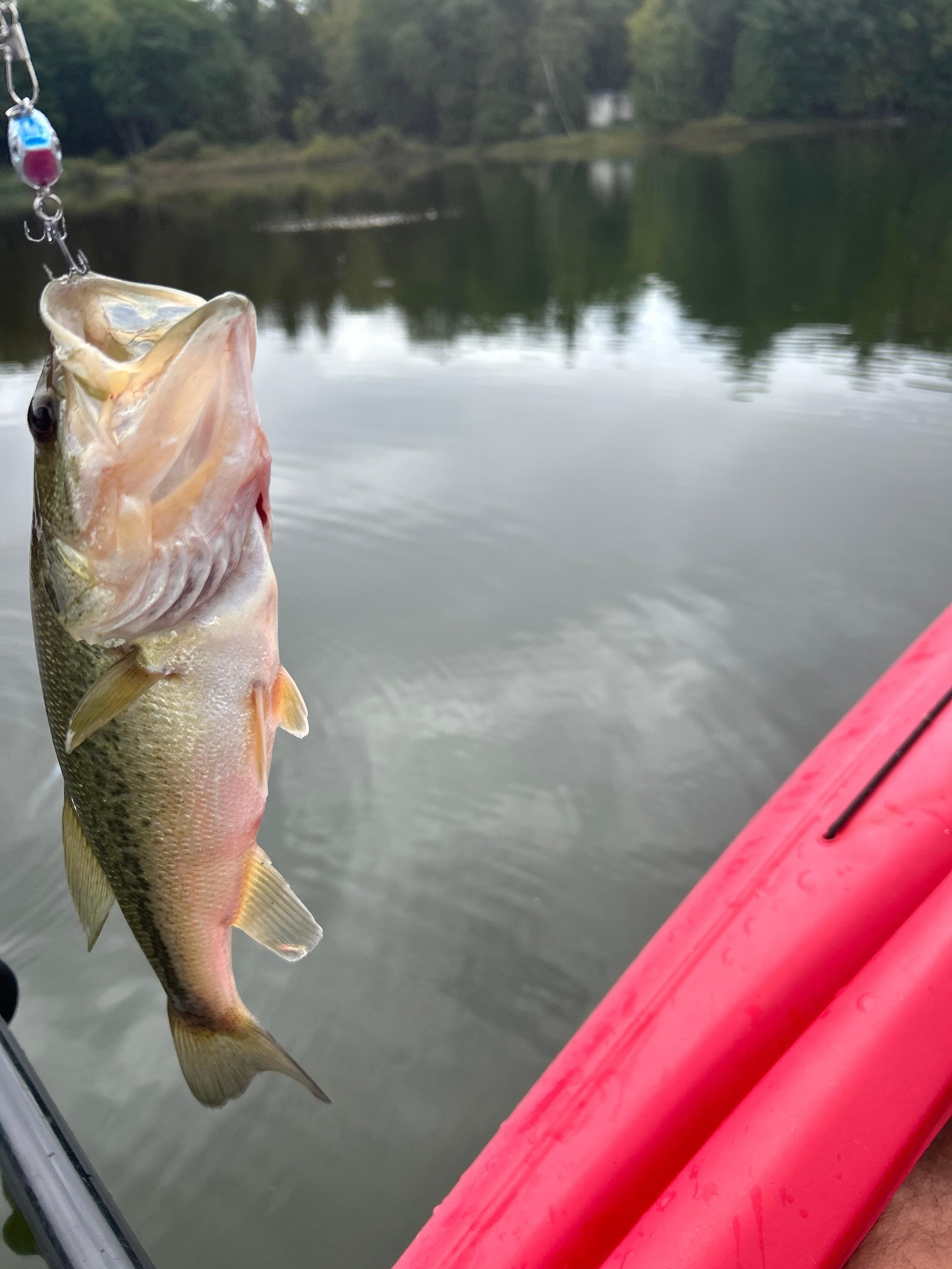 One of the bass caught