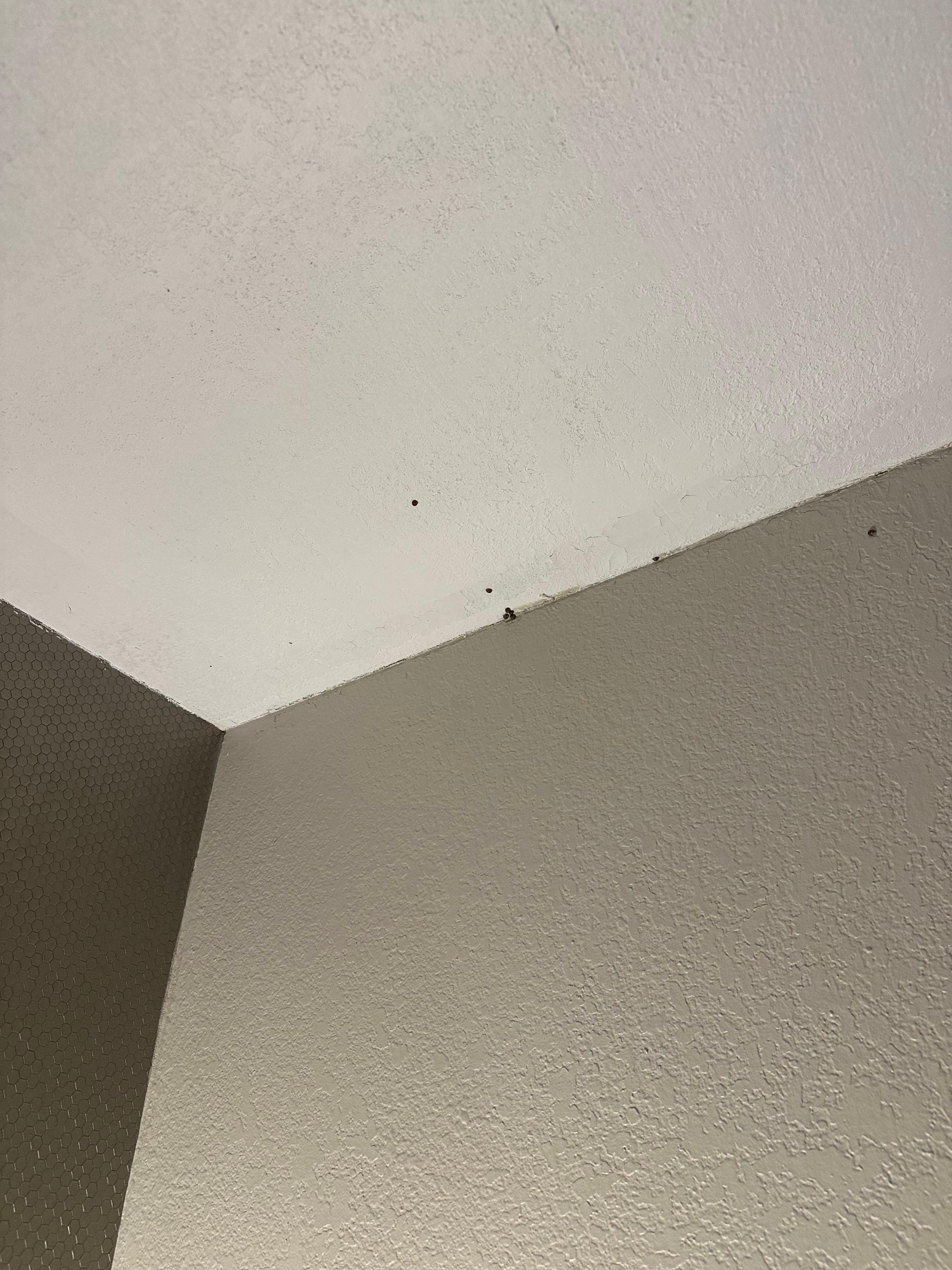 Beetles on ceiling by bed and window .  On towels in bathroom