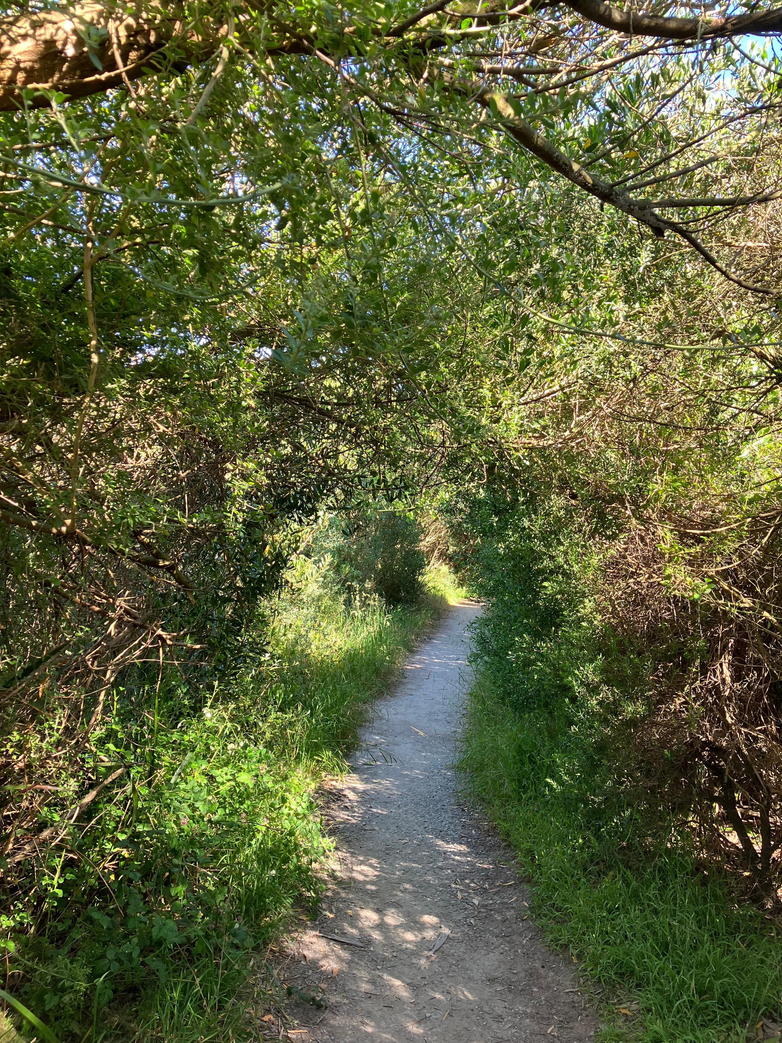 A cool, shady path through the bush on a hot day.