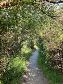 A cool, shady path through the bush on a hot day.