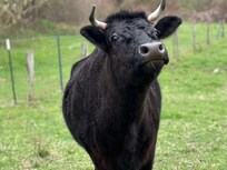 Our closest neighbor at the cabin!