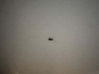 Cockroach