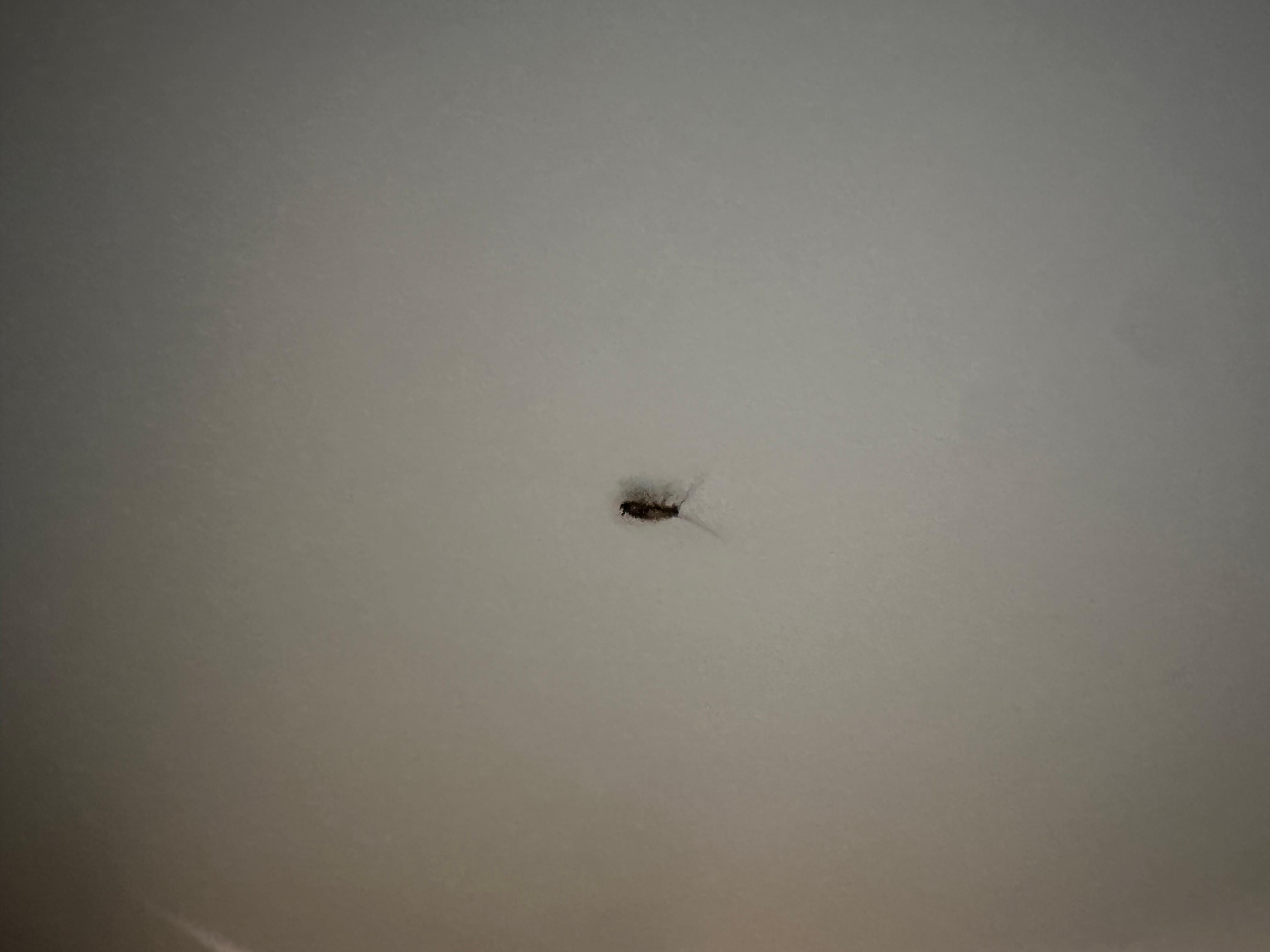 Cockroach 