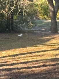 White squirrel in yard. Not albino