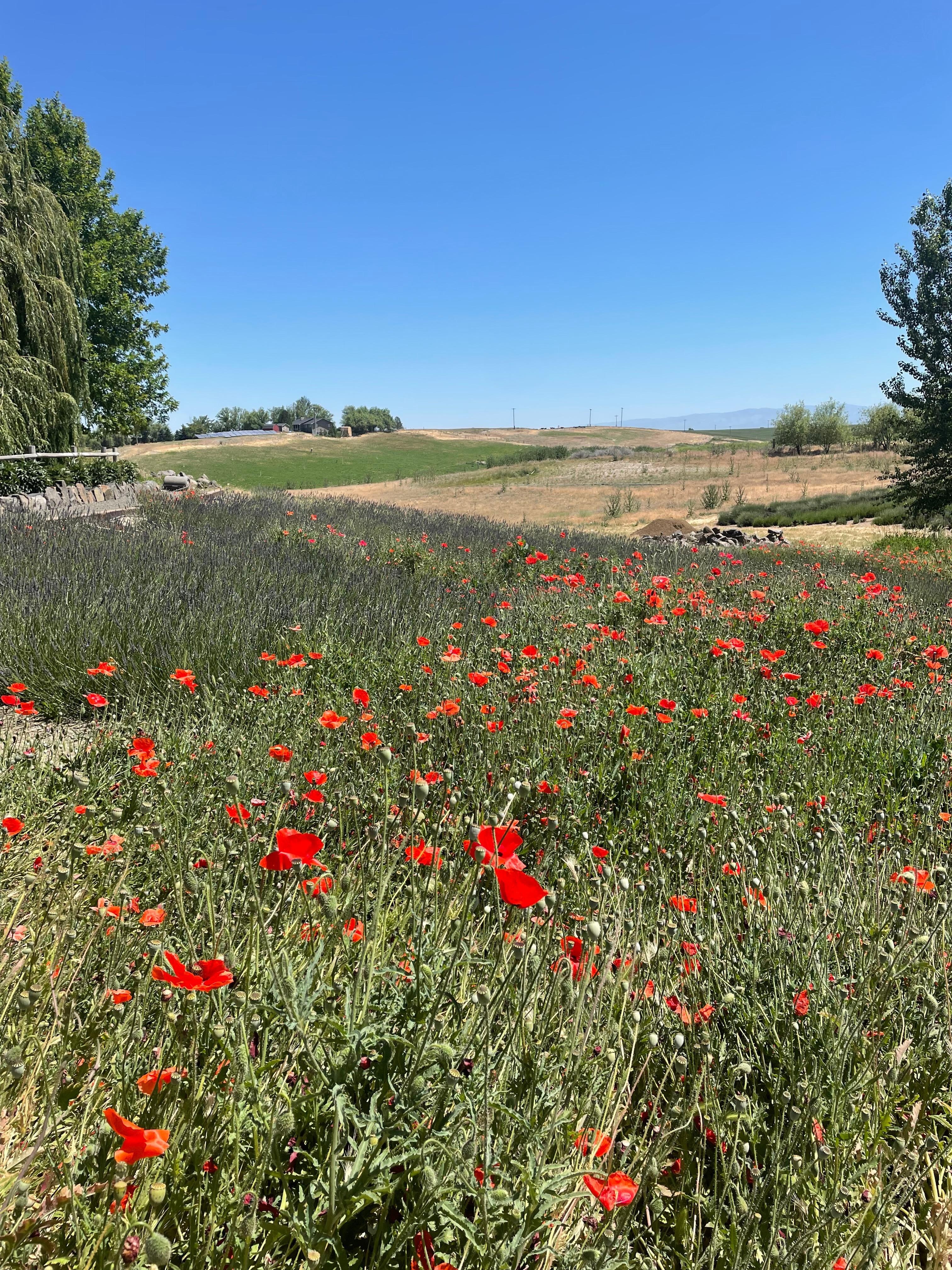 Blue Mountain lavender fields