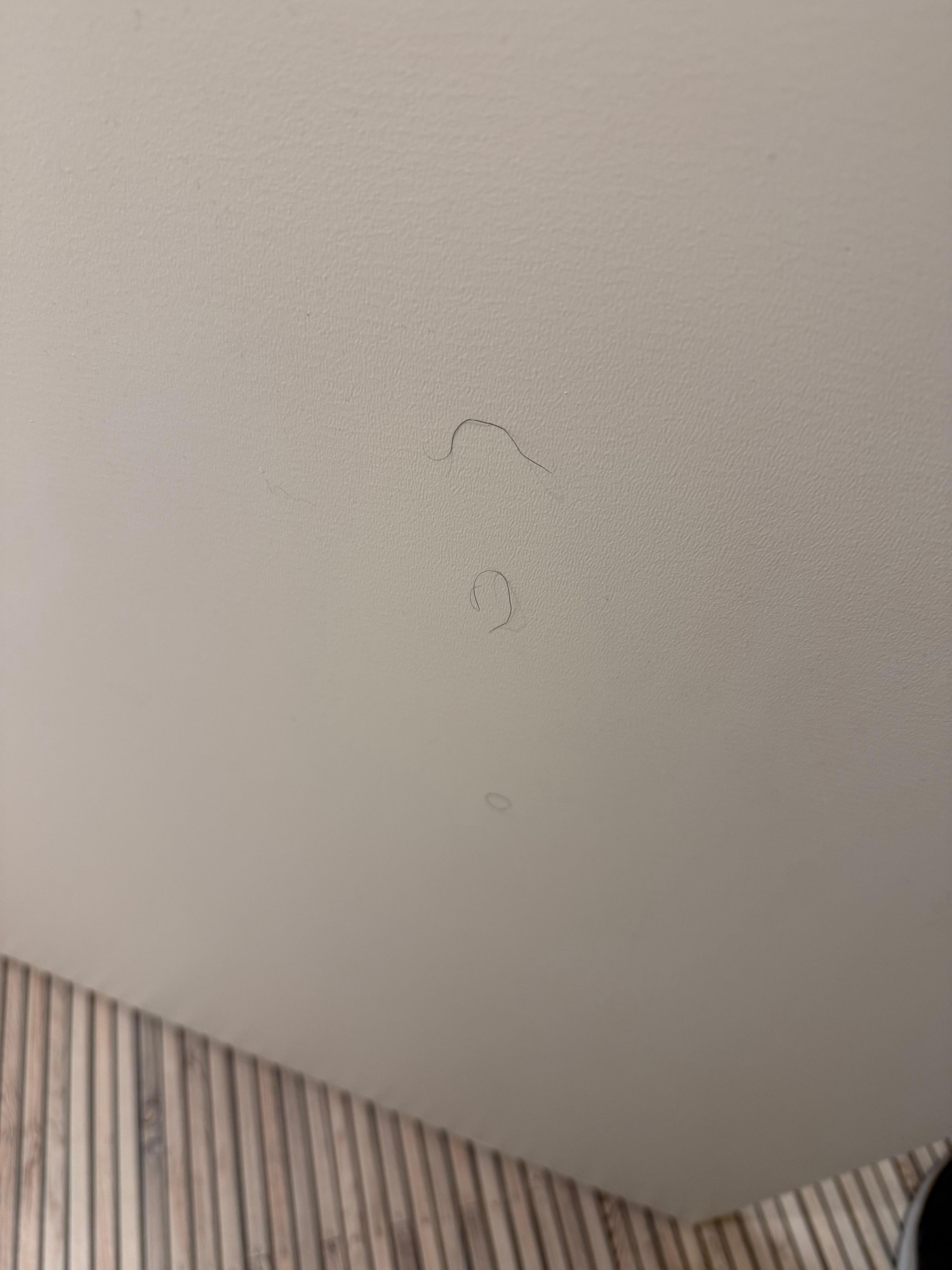 Poils sur la porte de salle de bain 