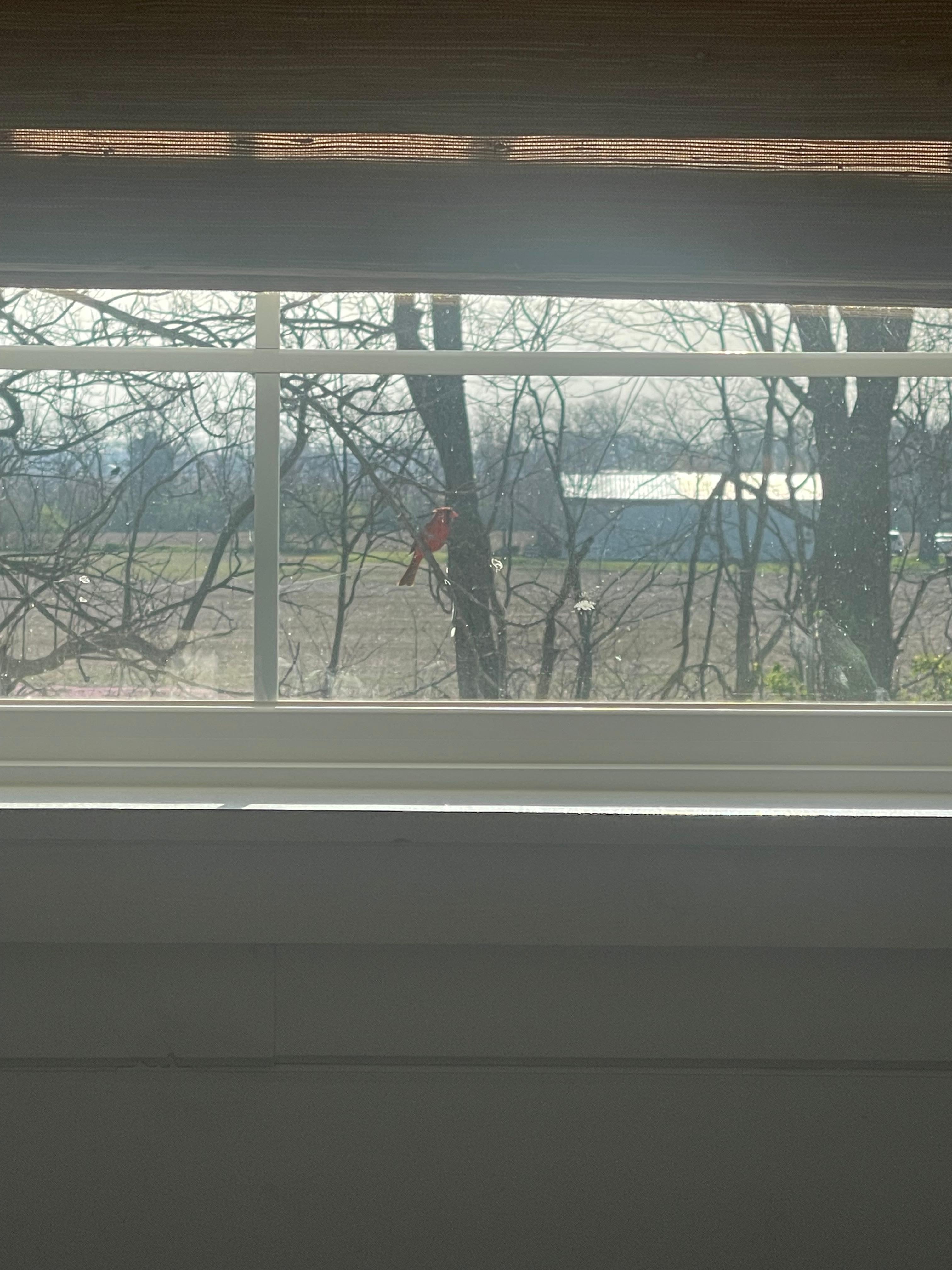 Lots of birds visiting and viewable from bed. 
