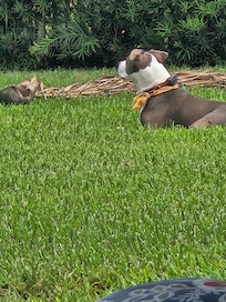 Joker enjoying life.