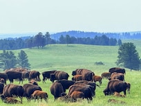 Custer State Park- Wildlife Loop