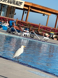 Egret enjoying the poolside.