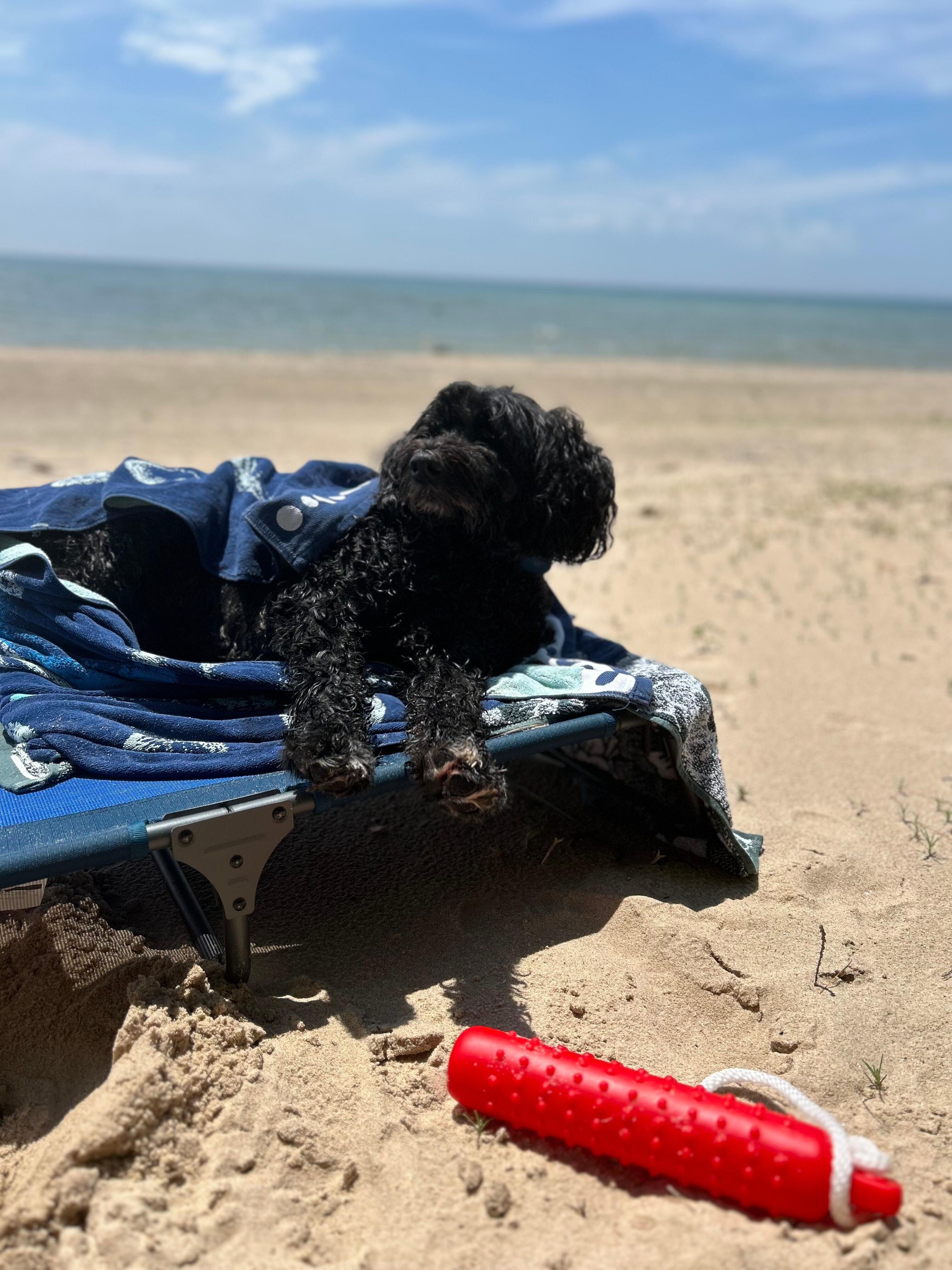 chip in vacation mode 