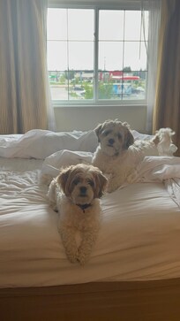 They love the bed.