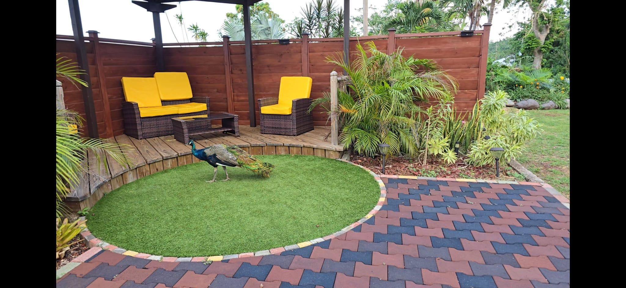 Resident peacock in the garden.