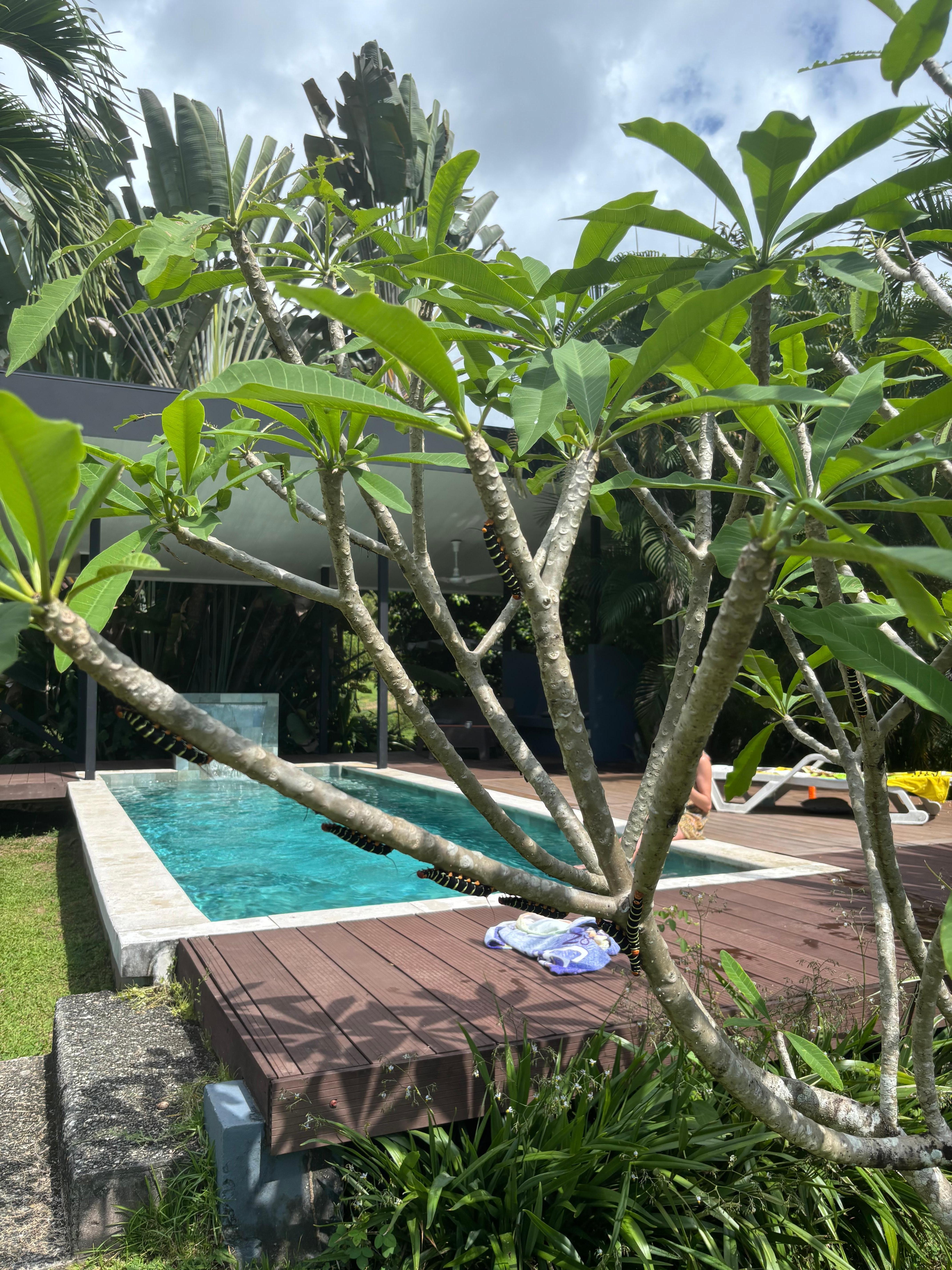 Lounging by the pool 